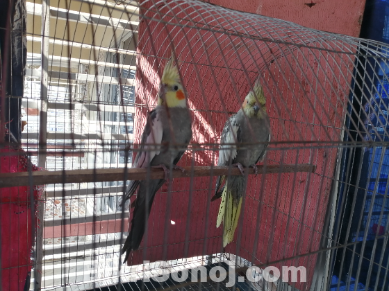 Cockatiel White face